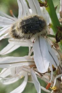 <i>Tropinota</i>