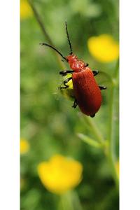 <i>Pyrochroa serraticornis</i>