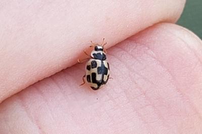 <i>Propylea quatuordecimpunctata</i>