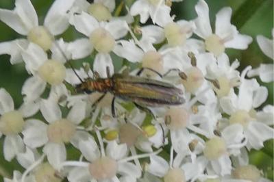 <i>Oedemera nobilis</i>