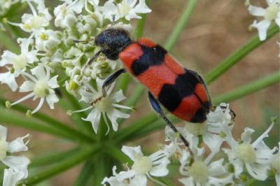 <i>Trichodes apiarius</i>