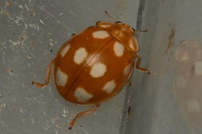 <i>Calvia decemguttata</i>