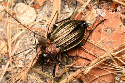 <i>Carabus cancellatus</i>