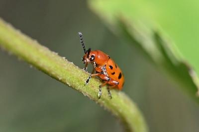 <i>Crioceris duodecimpunctata</i>