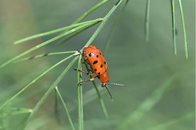 <i>Crioceris duodecimpunctata</i>
