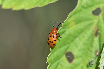<i>Crioceris duodecimpunctata</i>