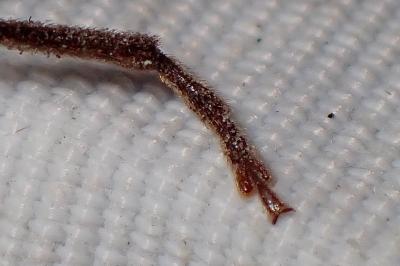 <i>Arhopalus rusticus</i>