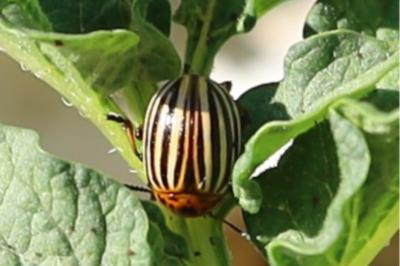 <i>Leptinotarsa decemlineata</i>