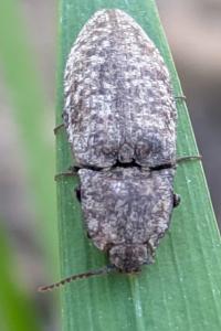 <i>Agrypnus murinus</i>