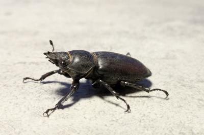 <i>Lucanus cervus</i>