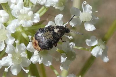 <i>Bruchus</i>