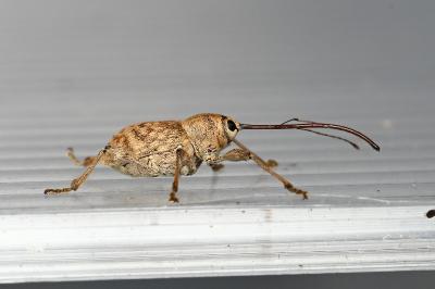 <i>Curculio elephas</i>
