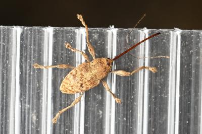 <i>Curculio elephas</i>