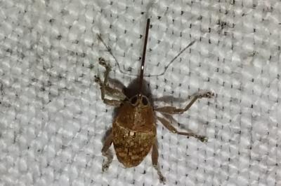 <i>Curculio glandium</i>