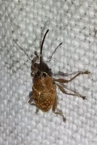 <i>Curculio glandium</i>