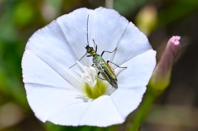 <i>Oedemera nobilis</i>