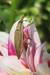 <i>Lixus iridis</i>