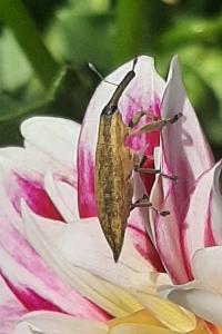 <i>Lixus iridis</i>