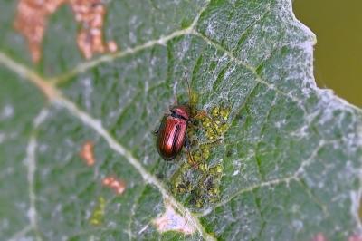<i>Crepidodera</i>