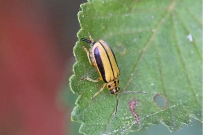 <i>Xanthogaleruca luteola</i>