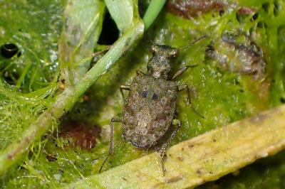 <i>Elaphrus riparius</i>