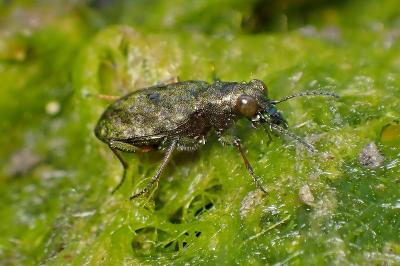 <i>Elaphrus riparius</i>