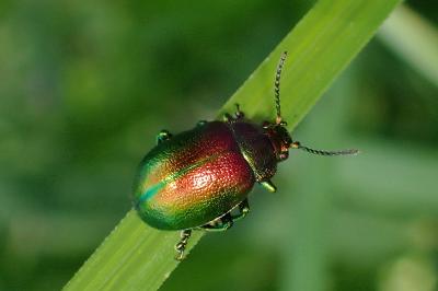 <i>Chrysolina graminis</i>