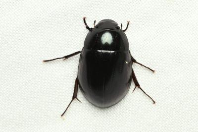 <i>Hydrochara caraboides</i>