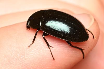 <i>Hydrochara caraboides</i>