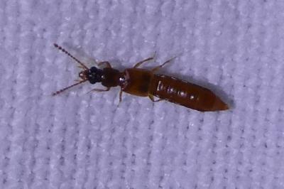 <i>Manda mandibularis</i>