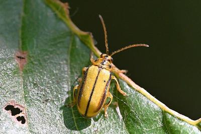 <i>Xanthogaleruca luteola</i>