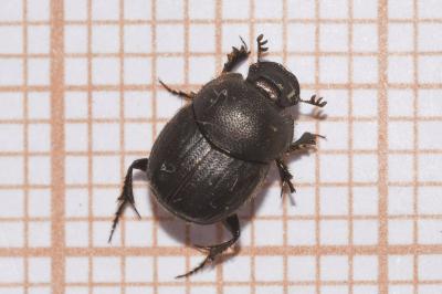<i>Onthophagus joannae</i>