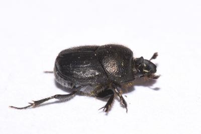 <i>Onthophagus joannae</i>