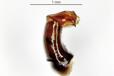 <i>Onthophagus joannae</i>