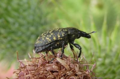 <i>Larinus turbinatus</i>