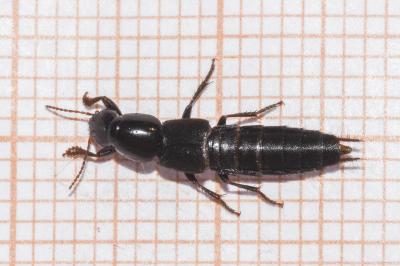 <i>Quedius levicollis</i>