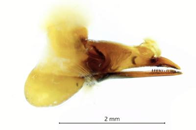 <i>Quedius levicollis</i>