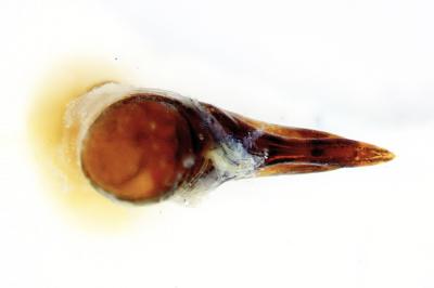 <i>Quedius levicollis</i>