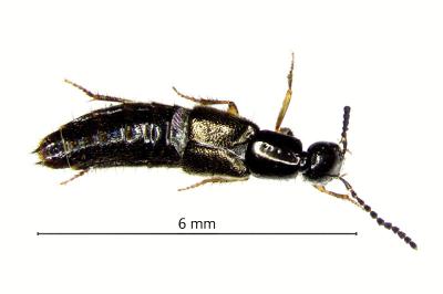 <i>Bisnius fimetarius</i>