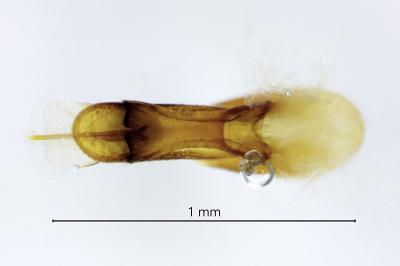 <i>Bisnius fimetarius</i>