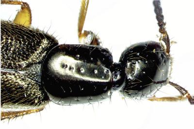 <i>Bisnius fimetarius</i>