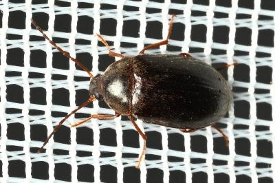 <i>Hymenalia rufipes</i>