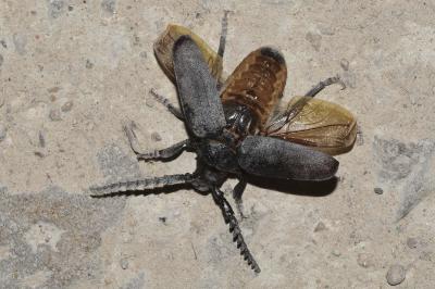 <i>Prionus coriarius</i>