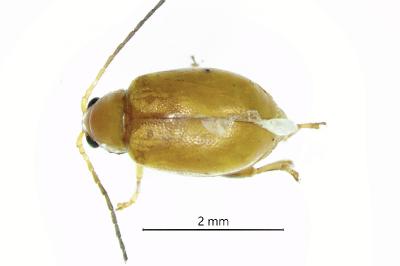 <i>Longitarsus flavicornis</i>