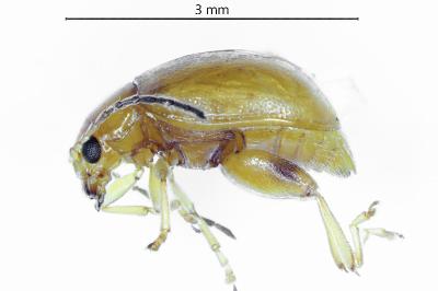<i>Longitarsus flavicornis</i>
