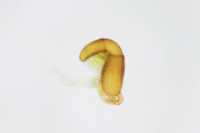 <i>Longitarsus flavicornis</i>