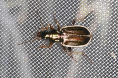 <i>Chlaenius spoliatus</i>