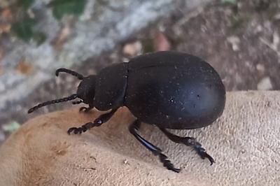 <i>Timarcha tenebricosa</i>