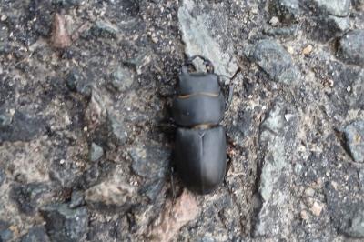 <i>Dorcus parallelipipedus</i>