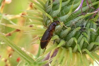 <i>Ophonus</i>